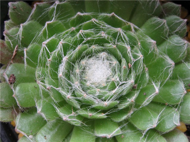 sempervivum arachnoideum
